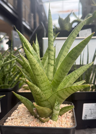 Dracaena (Sansevieria) trifasciata "Pineapple"