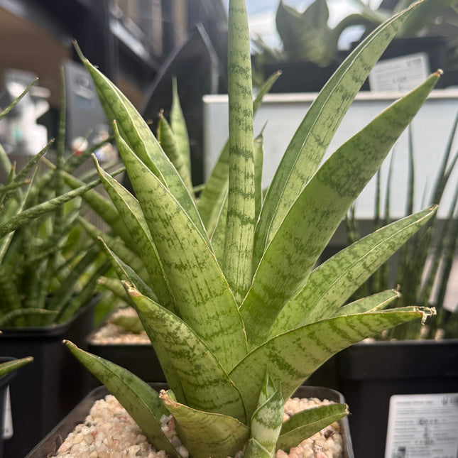 sansevieria pineapple Dracaena (Sansevieria) trifasciata "Pineapple" – DesertSTORE.es