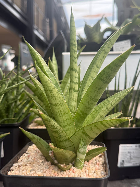 Dracaena (Sansevieria) trifasciata "Pineapple"