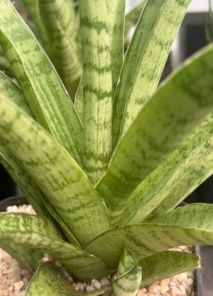 Dracaena (Sansevieria) trifasciata "Pineapple"