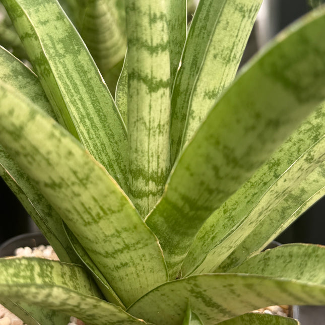 Dracaena (Sansevieria) trifasciata "Pineapple"
