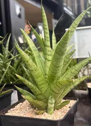Dracaena (Sansevieria) trifasciata "Pineapple"