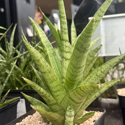 Dracaena (Sansevieria) trifasciata "Pineapple"