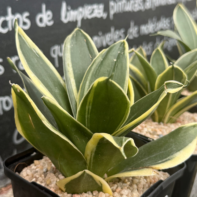 Dracaena ‘Golden Hahnii’