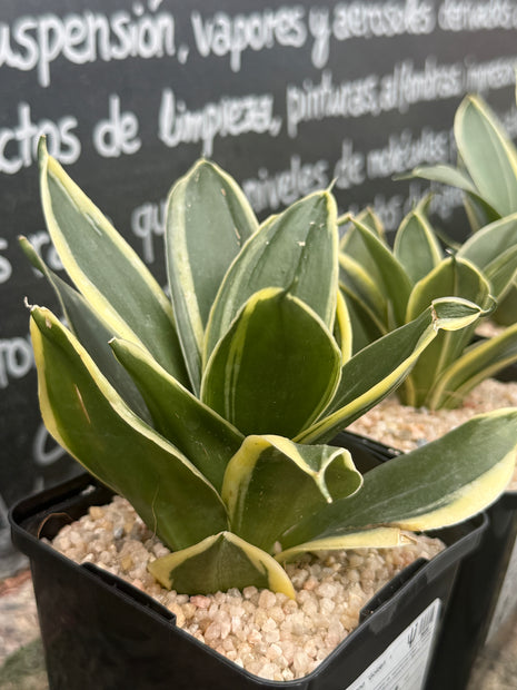 Dracaena ‘Golden Hahnii’