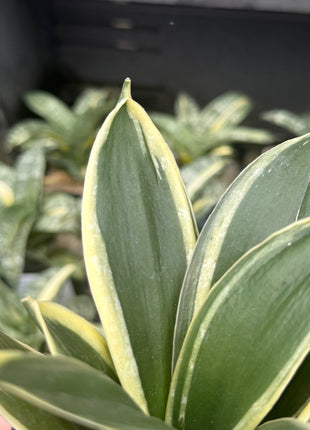 Dracaena ‘Golden Hahnii’