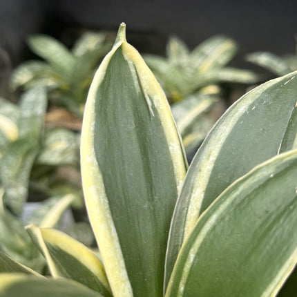 Dracaena ‘Golden Hahnii’
