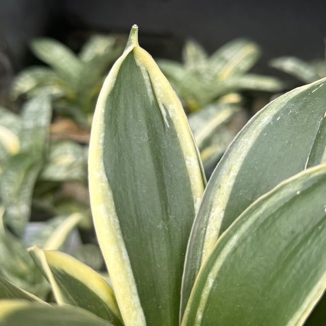 Dracaena ‘Golden Hahnii’