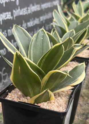 Dracaena ‘Golden Hahnii’