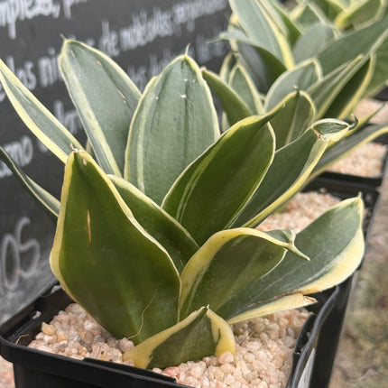 Dracaena ‘Golden Hahnii’