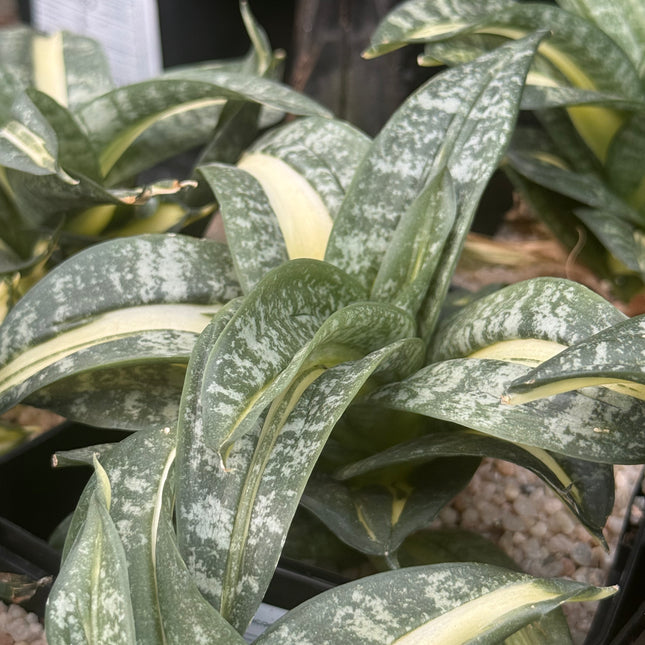 Dracaena ‘Spiral Star’