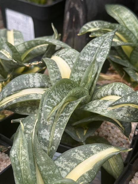 Dracaena ‘Spiral Star’