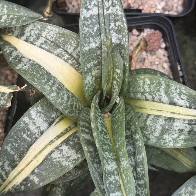 Dracaena ‘Spiral Star’