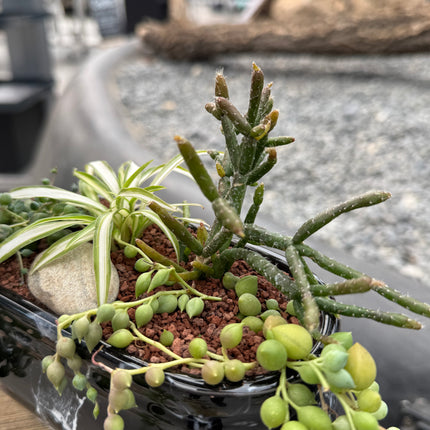 Composition “Rosary of Love”