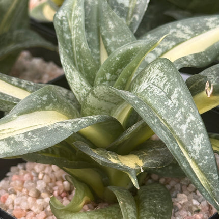 Dracaena ‘Spiral Star’