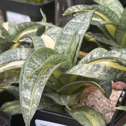 Dracaena ‘Spiral Star’