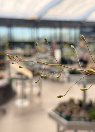 Bulbine mesembryanthemoides