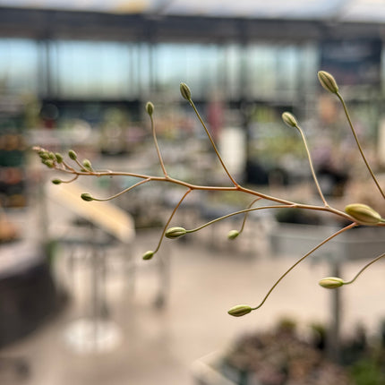 Bulbine mesembryanthemoides