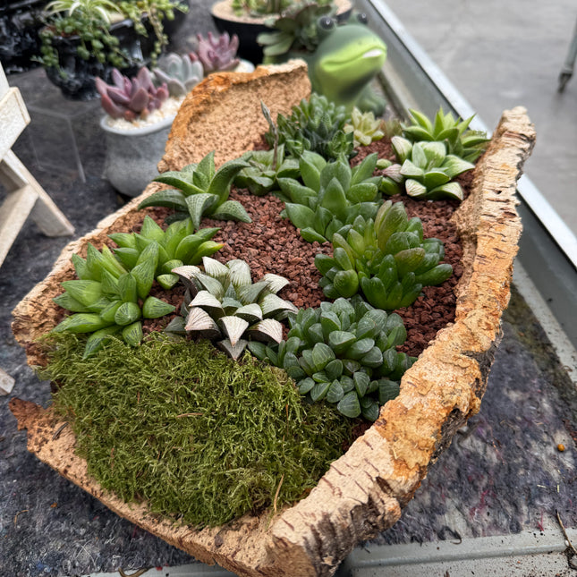 Composición “Corteza” (Recogida en tienda)