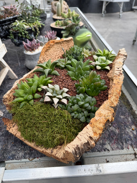 Composición “Corteza” (Recogida en tienda)