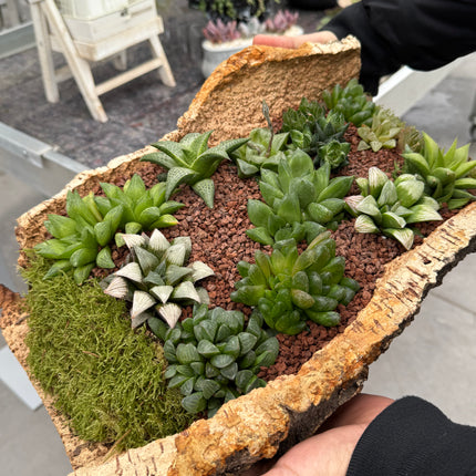 “Bark” Composition (Pick up in store)