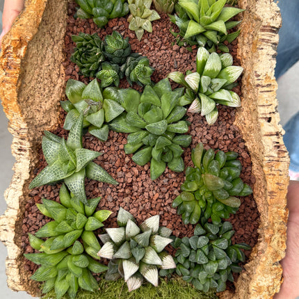 “Bark” Composition (Pick up in store)