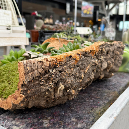 “Bark” Composition (Pick up in store)