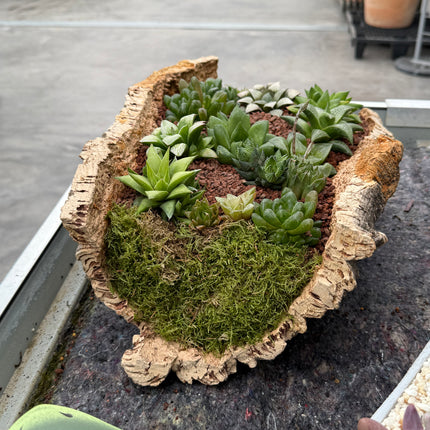 “Bark” Composition (Pick up in store)