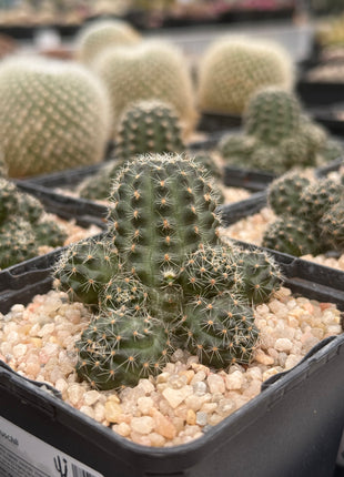 Aylostera steinmannii