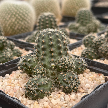 Rebutia ruschii