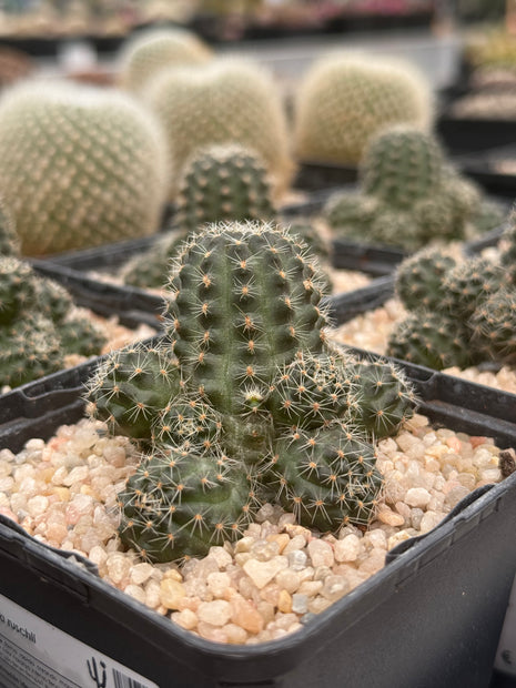 Aylostera steinmannii