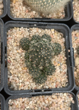 Aylostera steinmannii