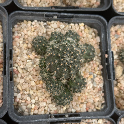 Rebutia ruschii