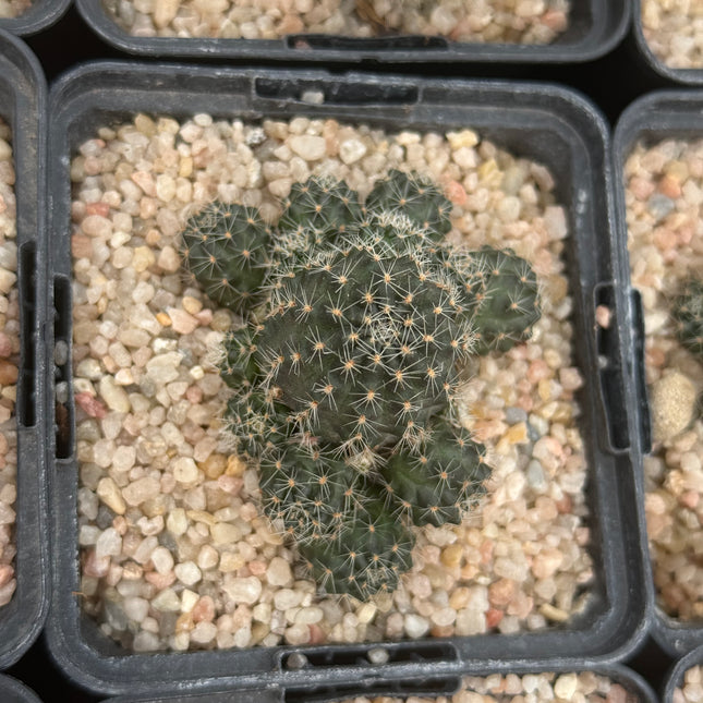 Rebutia ruschii