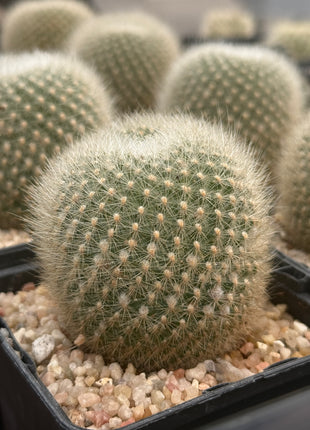 Aylostera muscula