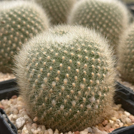 Aylostera muscula