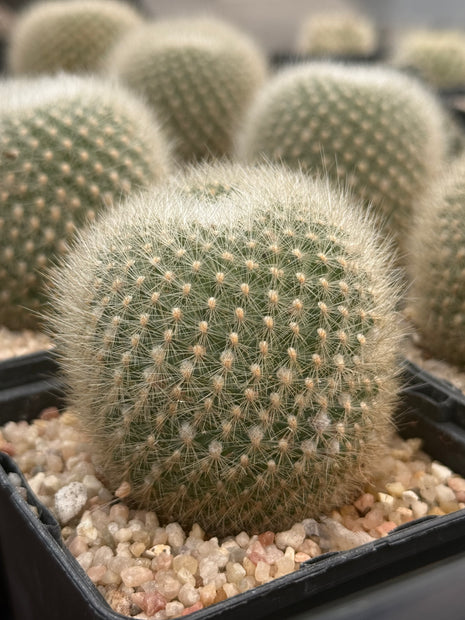 Aylostera muscula