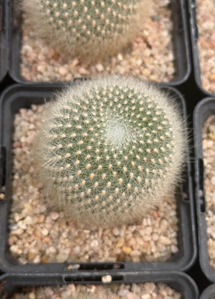 Aylostera muscula