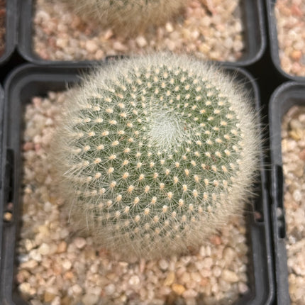 Aylostera muscula