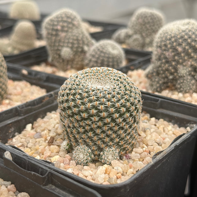 Aylostera boxesensis