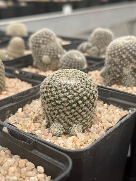 Aylostera boxensis