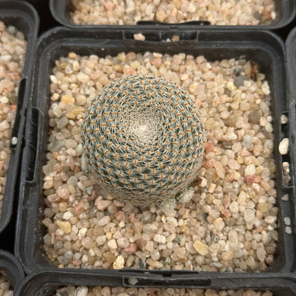 Aylostera boxensis