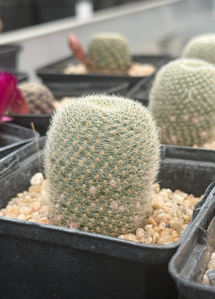 Aylostera heliosa ‘Helis Belis’