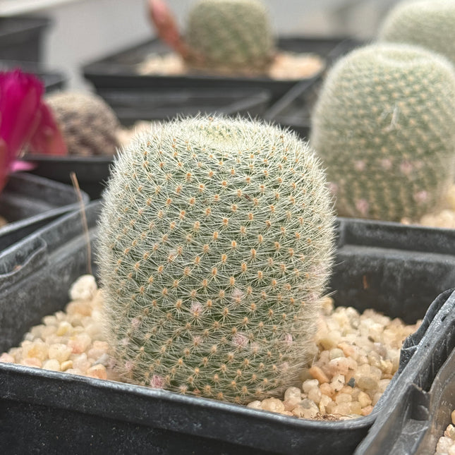 Aylostera heliosa ‘Helis Belis’
