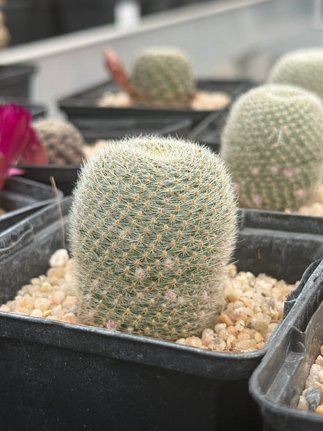 Aylostera heliosa subs. Theresae