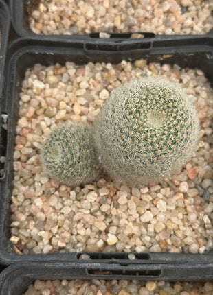 Aylostera heliosa ‘Helis Belis’
