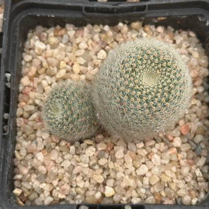 Aylostera heliosa subs. Theresae