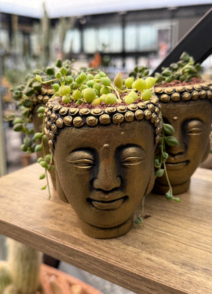 Composition on “Buddah Head” (Senecio rowleyanus)