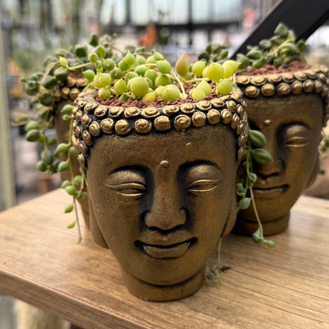 Composition on “Buddah Head” (Senecio rowleyanus)