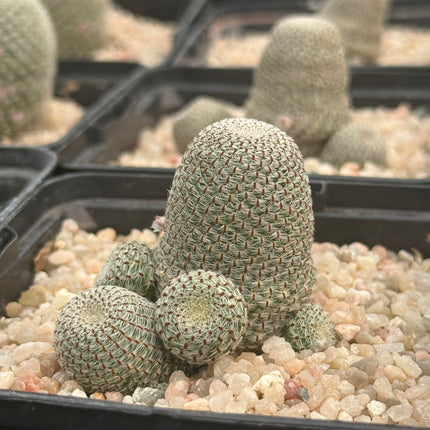 Aylostera heliosa